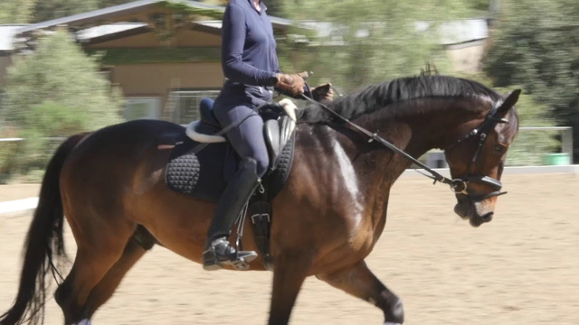 How to Sit in the Saddle and Move with your Horse
